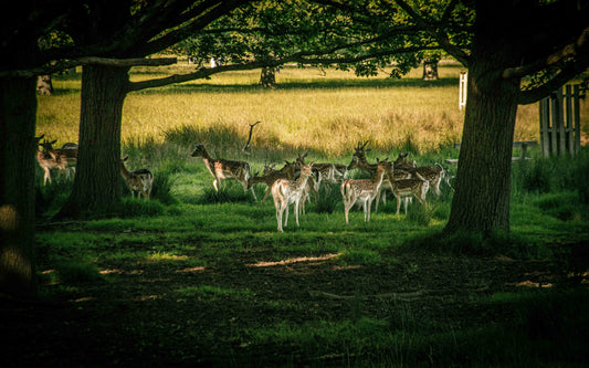 Top 10 Things to Do in Surrey: A Guide to Local Attractions